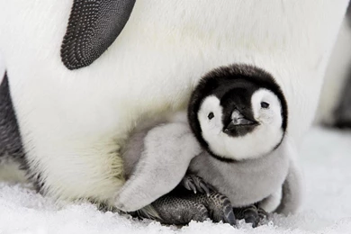 Say "Awwww" With These Baby Animal Wallpapers