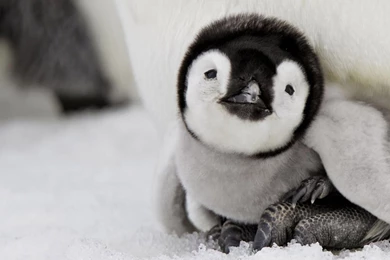 Baby Penguins Wallpapers