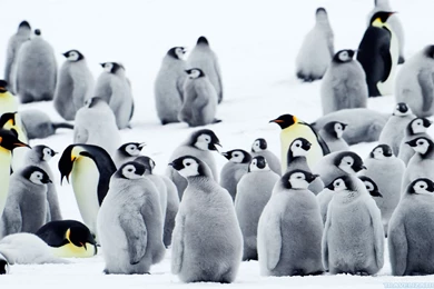 Polar World Of Penguin Wallpapers