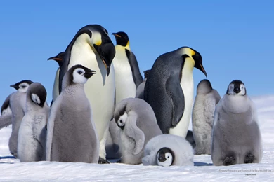Baby Emperor Penguins   Wallpaper.