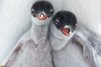 Penguin Picture    Animal Wallpapers    National Geographic Photo ...