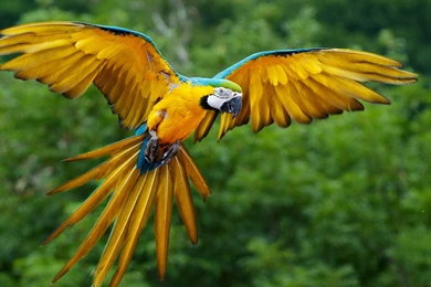 Parrot Wallpapers