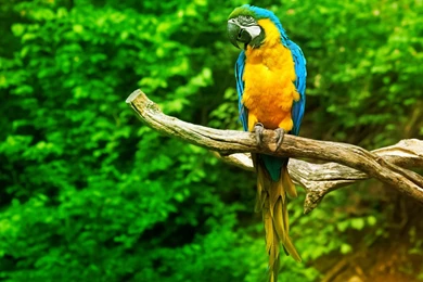 HD Wallpapers Parrot   Wallpapermonkey.com