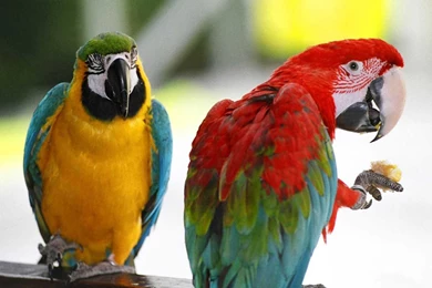 Parrot Wallpapers HD   Wallpapermonkey.com