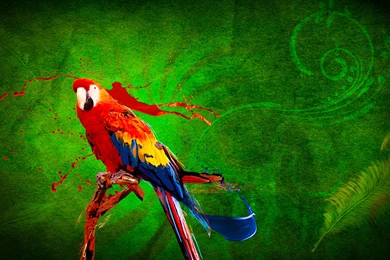 Parrot Hd Wallpapers