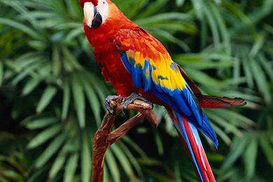 Parrot Images