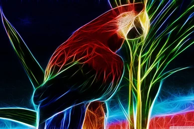Parrot HD Desktop Wallpapers : Widescreen : High Definition ...