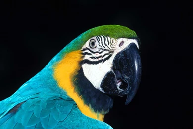 Parrot 1 Wallpapers