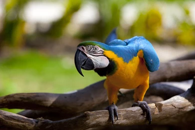 Download Wallpapers 2560x1440 Parrot, Color, Beak, Wings, Branch ...