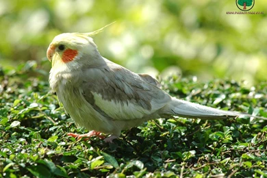 Wallpapers Parrot 382888 Wallpapers