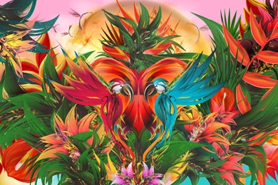 Parrot Colors Wallpapers