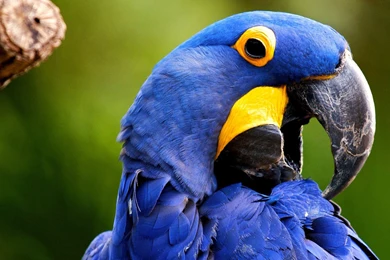 Animlas Parrot Wallpapers For Desktop
