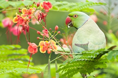 Cute Parrots Wallpapers For Desktop