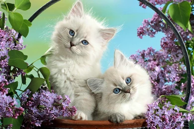 Pets And Animals   Hebus.org   High Definition Wallpapers   HD ...