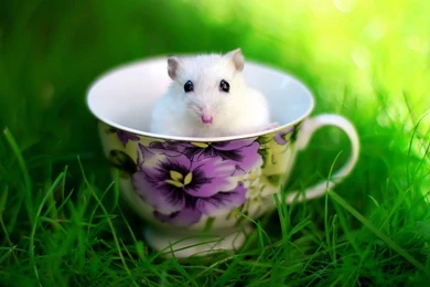Pet Hamster HD Photography Wallpapers 10 － Animal Wallpapers ...