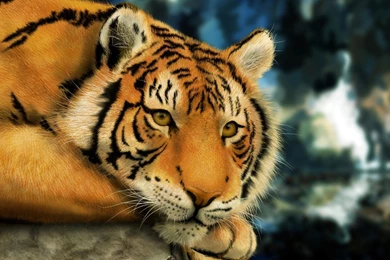 Free Animal HD Wallpaper Backgrounds (111)