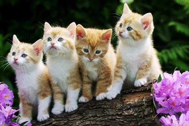 Pets And Animals   Hebus.org   High Definition Wallpapers   HD ...