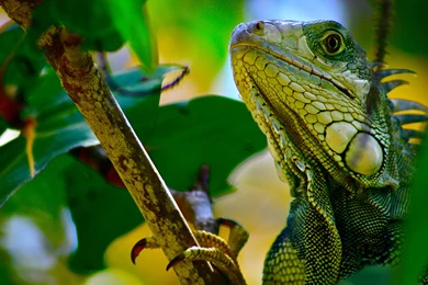 HD Animal Wallpapers