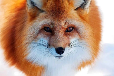 Fox Animal HD Wallpapers ~ Toptenpack.com