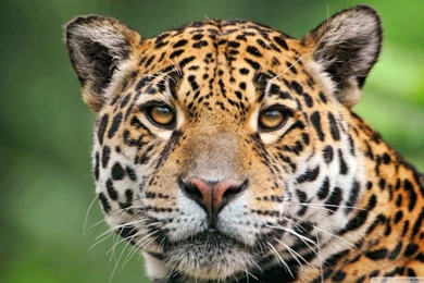 Free 3D Wallpapers Download: Aanimal Wallpapers, Animal Hd ...