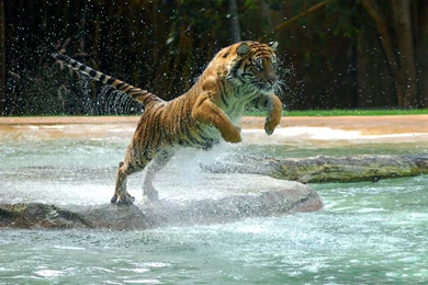 Wallpapers Miro Joan Hd Bleu Ii Nature Rar Torrent Torrents ...