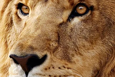 iPhone 6 Plus Mac Os X Lion Wallpapers   Wallpapersmobile.net