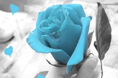 Zedge Download Free Ringtones And Wallpapers And More. This Is ...