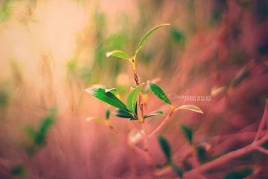 New Plant Life Wallpapers