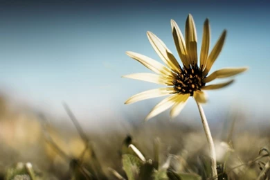 35+ Beautiful Free Flowers Wallpapers HD For Download