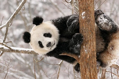 YouWall Cute Panda Wallpapers Wallpaper,wallpapers,free ...