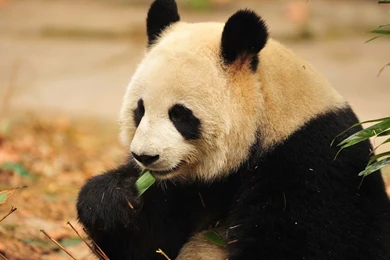 Cute Panda Wallpapers HD   CuteWallpaper.org