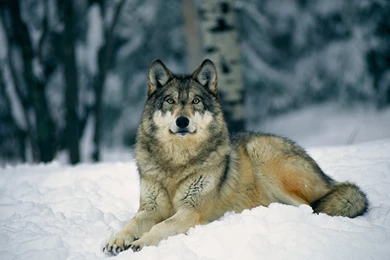 Wolf Wallpapers Hd