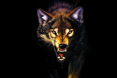 Wolf Hd Wallpapers