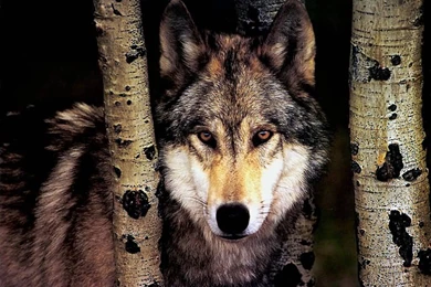 Wolf Wallpapers WF1033