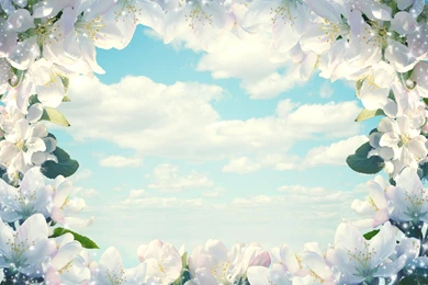Frame Of Flowers! >> HD Wallpaper, Get It Now!