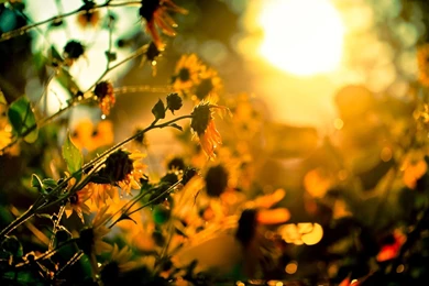 HD Wallpapers, HQ Free Images Download, Desktop Wallpapers ...