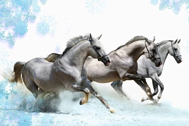 Oversized Galloping Horses Wallpapers 3 － Animal Wallpapers   Free ...