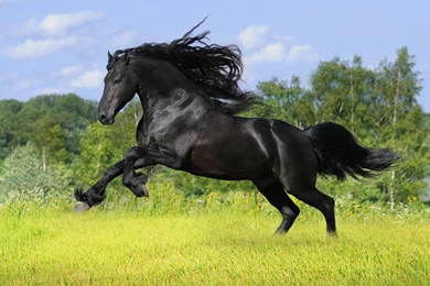 Horse Wallpapers Hd
