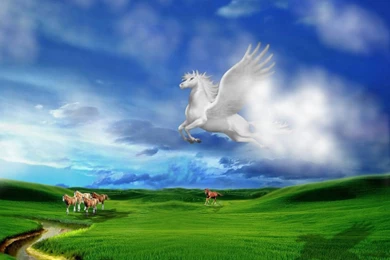 Horse Wallpapers Free Download All Wallpapers New