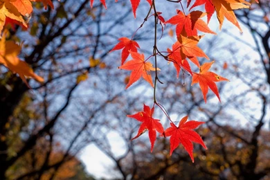 Kane Blog Picz: 3d Cg Wallpapers