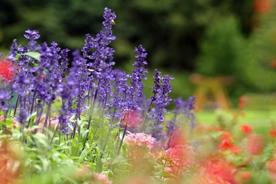 PC Wallpapers Bollywood Actress Nature Flower Wallpaper, HQ ...