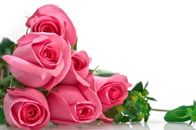 PC Wallpapers Pink Flowers Roses And Top Wallpapers Hq Backgrounds ...