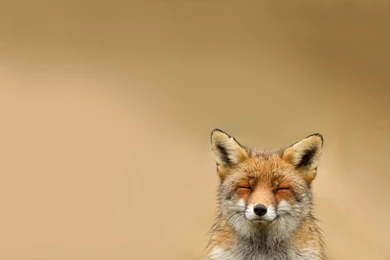 Fox Backgrounds Wallpapers