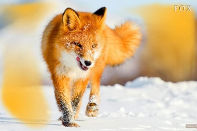 Fox Wallpapers « Animal Spot