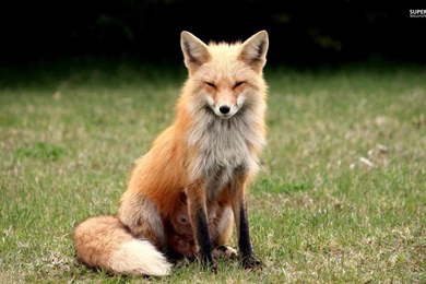 2 Suspicious Fox Computer Backgrounds 1439 :: Fox Animal Hd Wallpapers