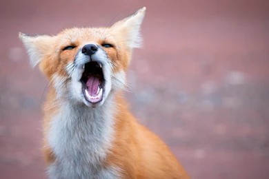 Other Fox Animal Yawn Red Wallpaper Backgrounds Free ~ Other For HD ...