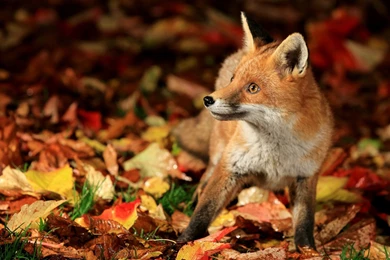 Download Wallpapers 3840x2400 Fox, Walk, Leaves, Fall, Fear Ultra ...