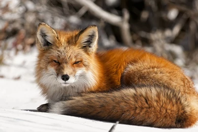 Fox Wallpaper Images Photos Pictures Backgrounds