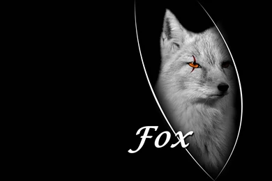 Fox On A Beautiful Black Backgrounds