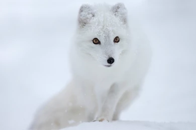52 Arctic Fox HD Wallpapers